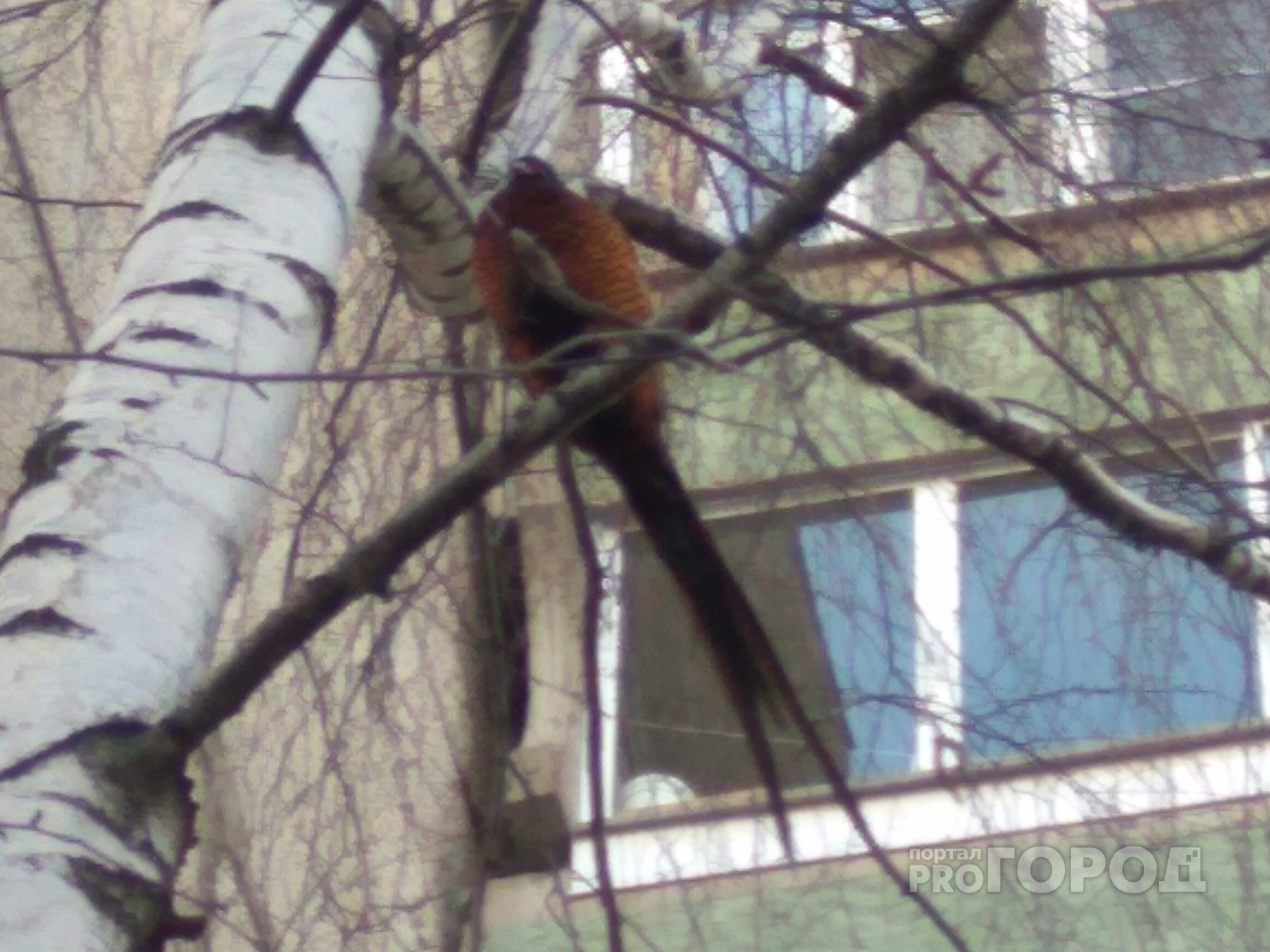 В Чебоксарах заметили экзотическую южную птицу, сидящую на дереве