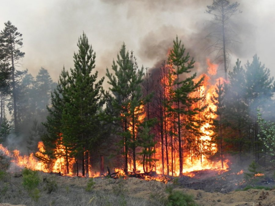 Что нельзя делать в лесу в пожароопасный сезон 2019