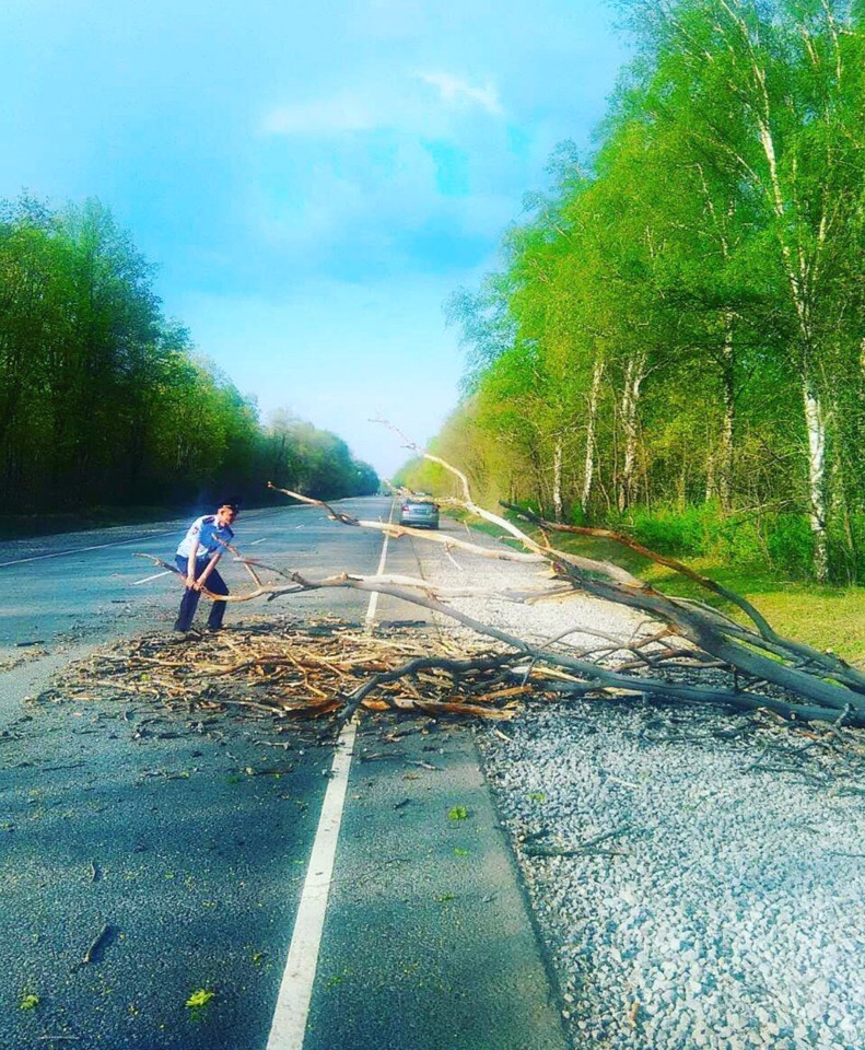 В Чувашии сильный ветер повалил деревья на дороги