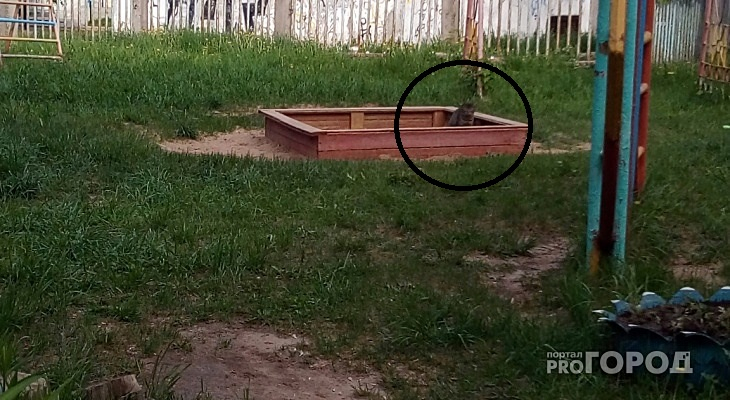 Кошки устроили туалет в песочнице детского сада в Новочебоксарске