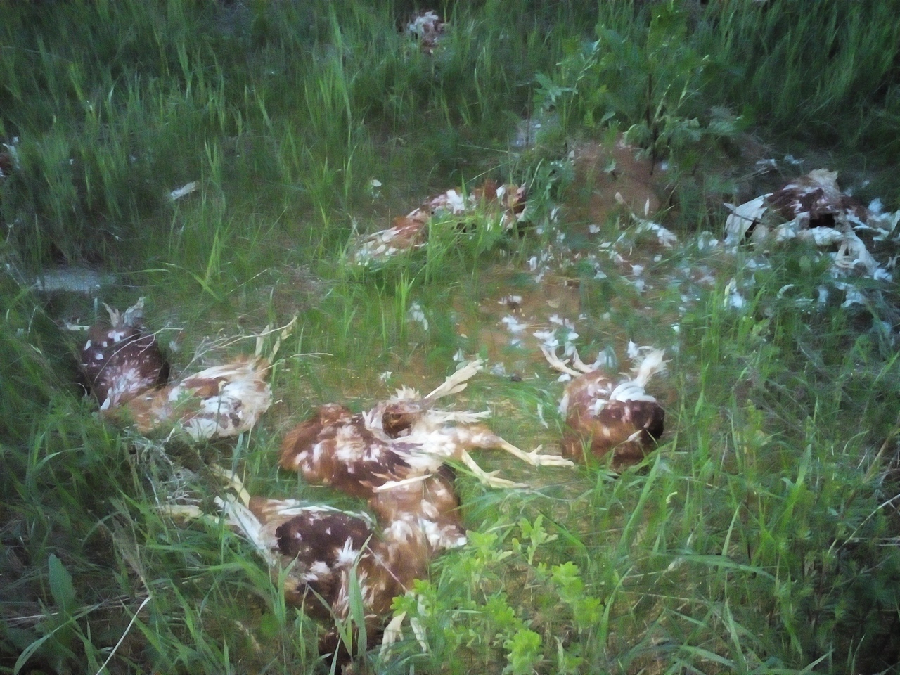 В Чебоксарах обнаружена свалка трупов кур