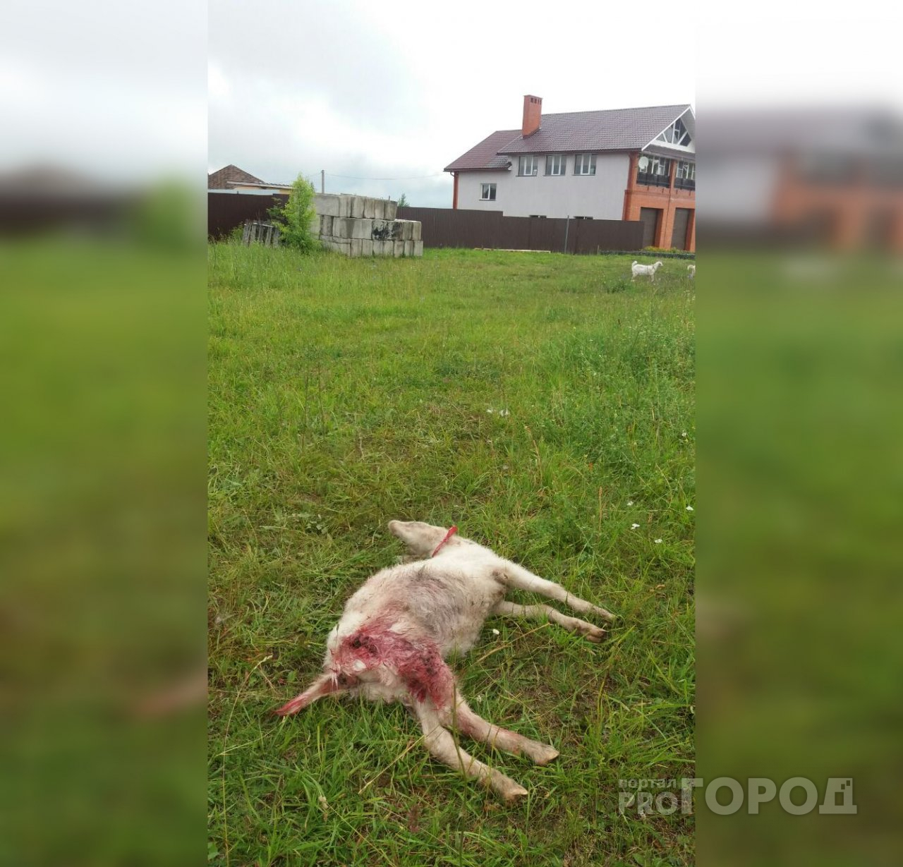 В деревне Чебоксарского района стая собак разрывает кошек и скот