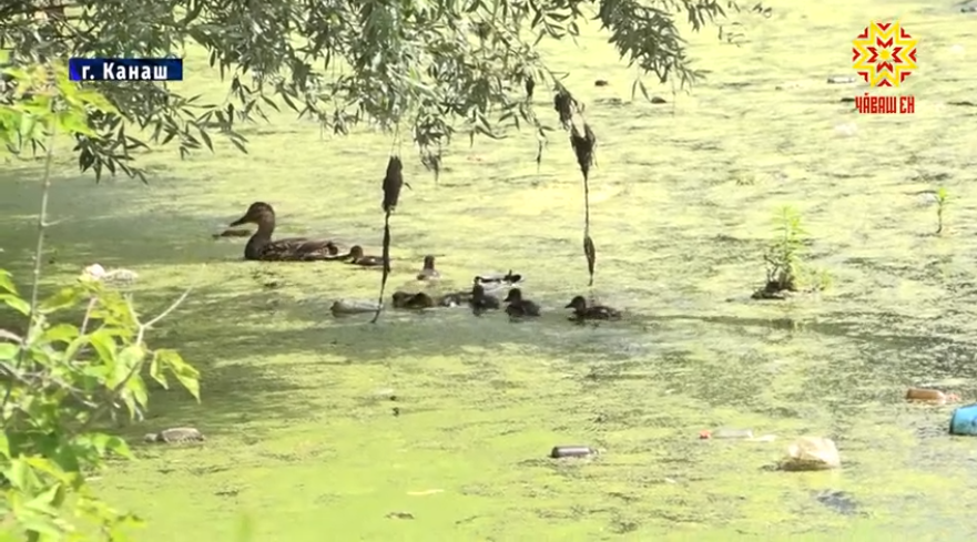 В «мусорное болото» превратилась река, из которой пьют жители Канаша