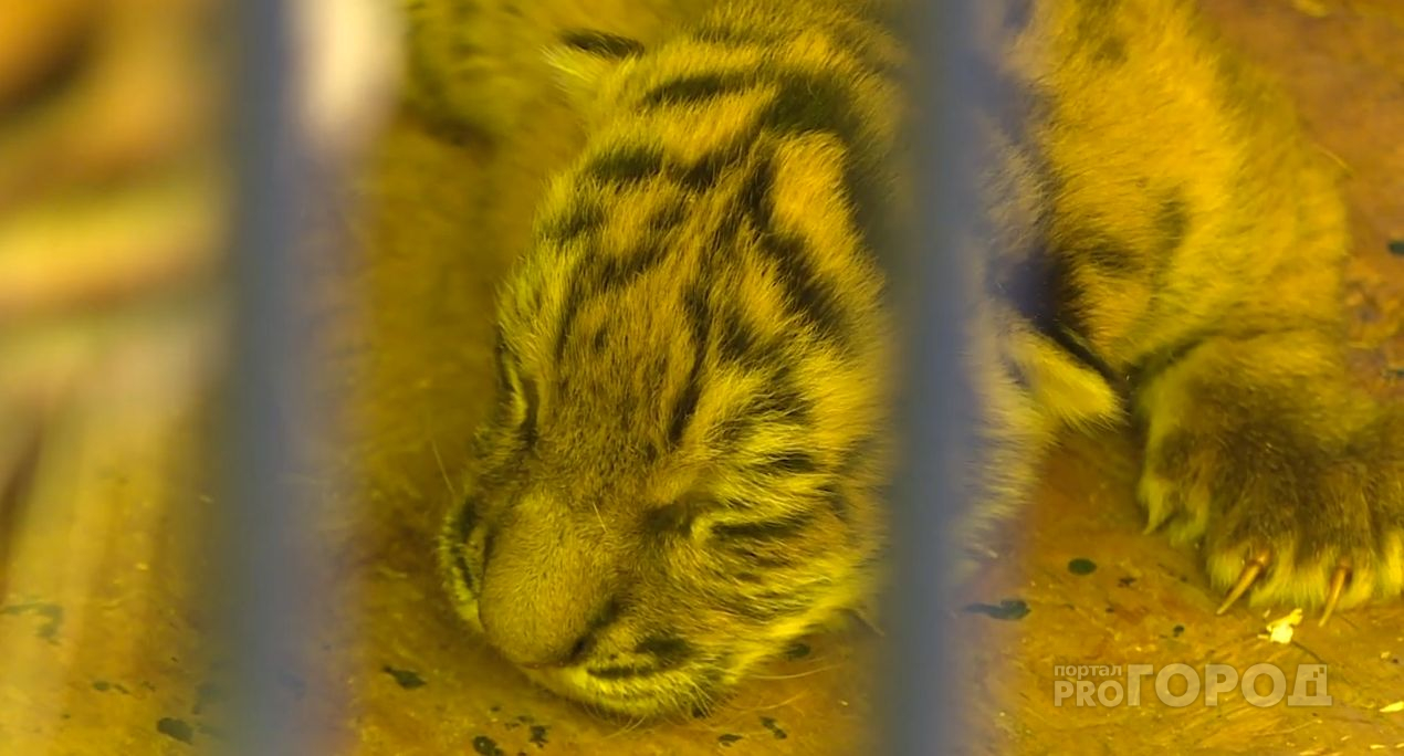 В Чебоксарах новорожденному бенгальскому тигру выбрали имя