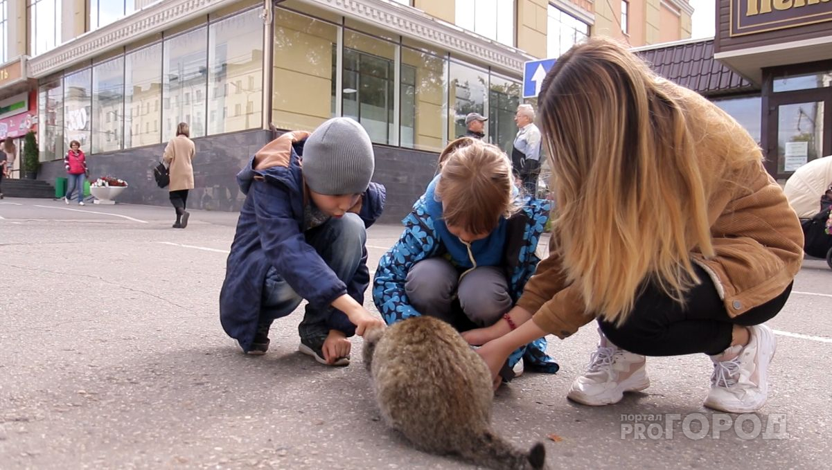 В Чебоксарах бездомные кошки получили порцию корма в честь праздника