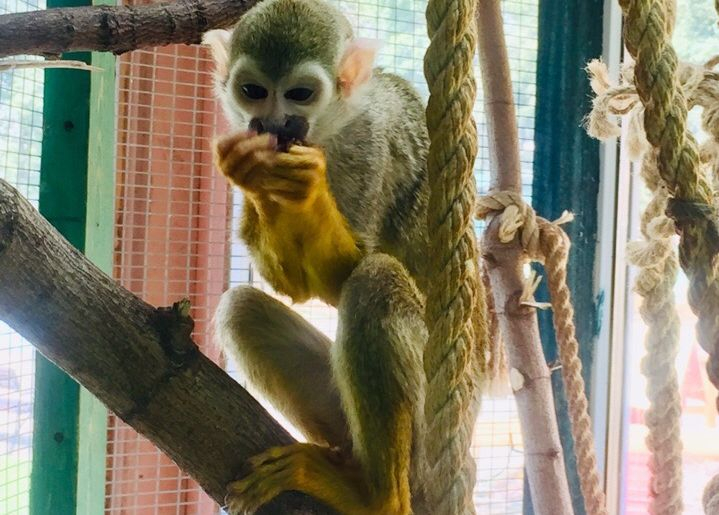 Животных из контактного зоопарка переселили в детский парк Чебоксар