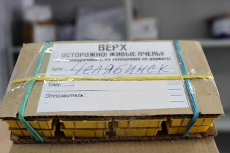 Из Чебоксар в Челябинск доставили «живую» посылку