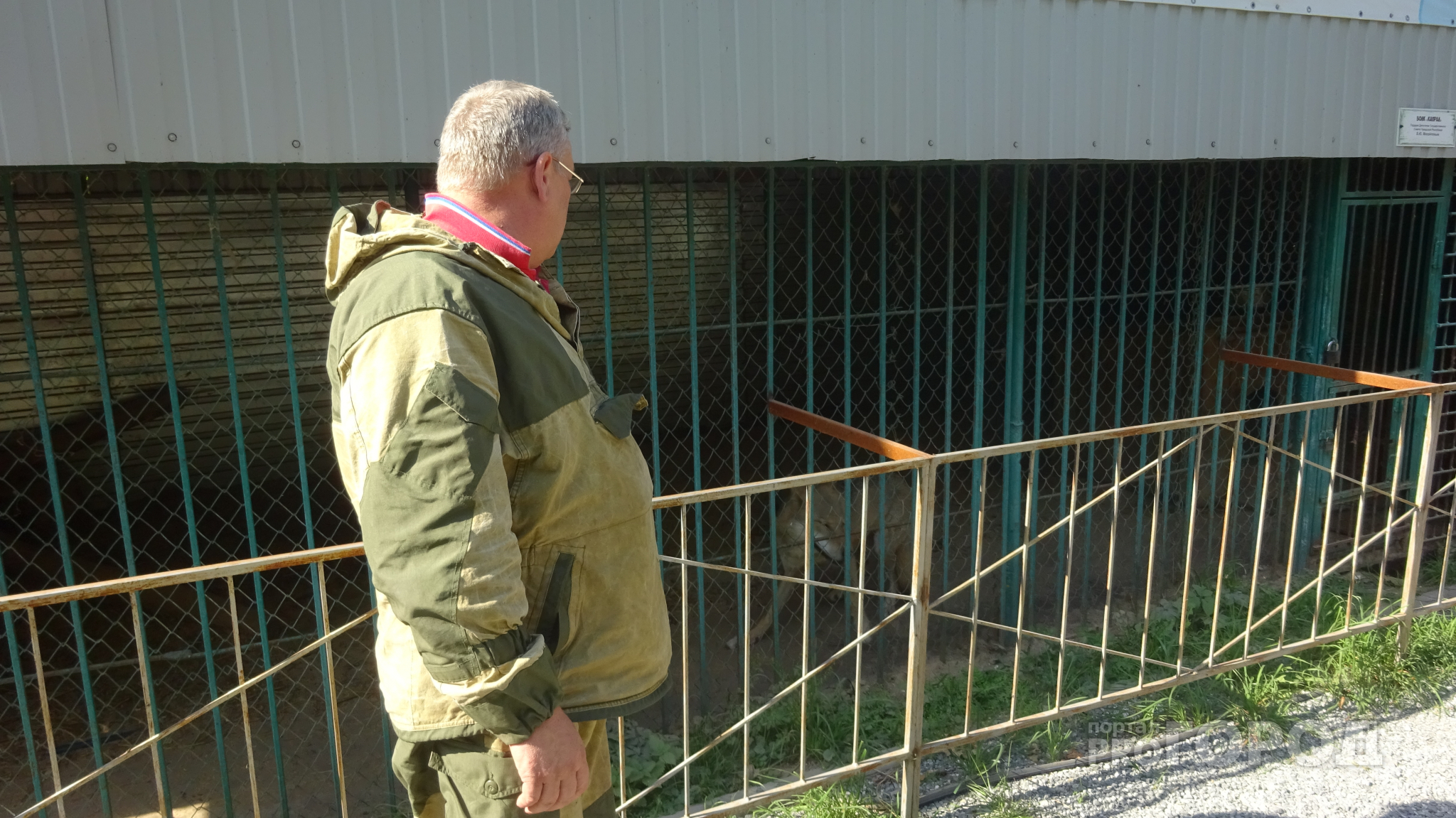 Чтобы накормить волков в "Ельниковской роще", рабочие заходят в клетку с лопатой