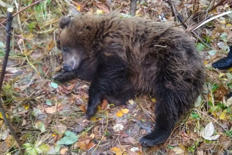 Бродящего на Хевешской медведя усыпили и поймали