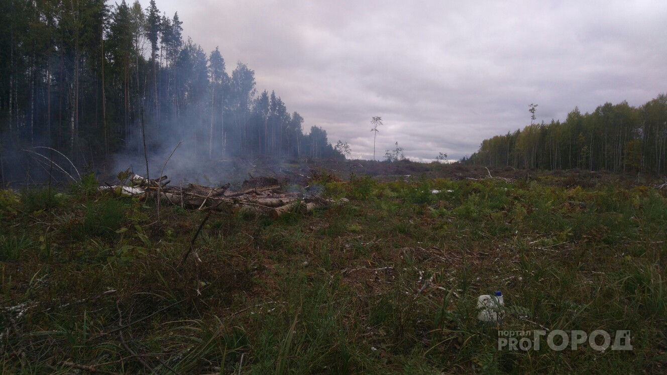 Тайную вырубку леса в Чувашии оценили в 1,5 миллиона рублей