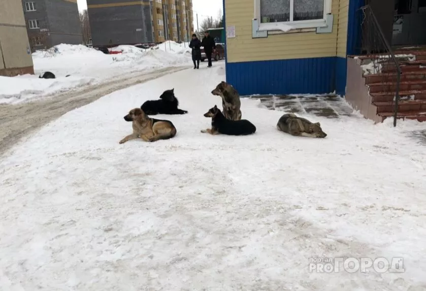Фото к статье: Игнатьев поручил усилить контроль за бездомными собаками