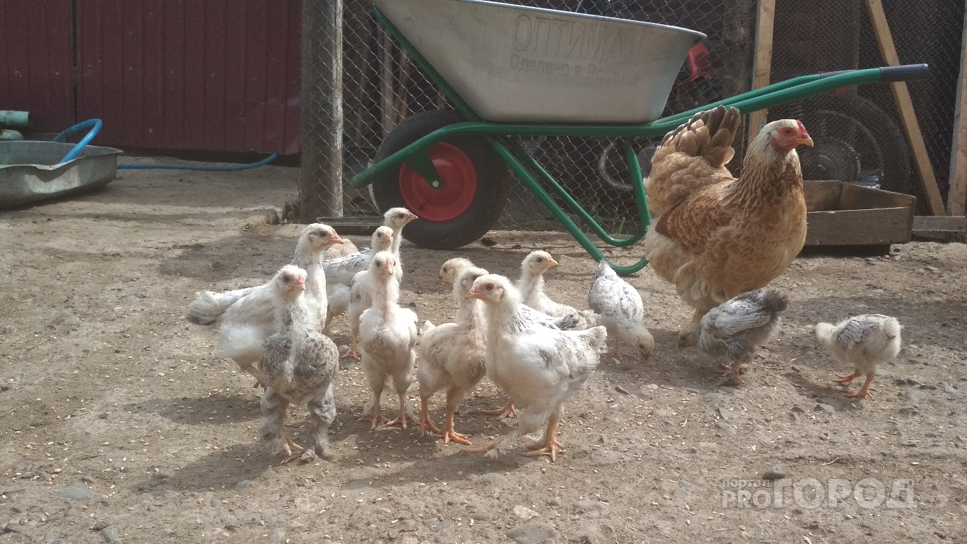 В Урмарском районе на птицефабрику нагрянули с проверкой и повторно нашли нарушения