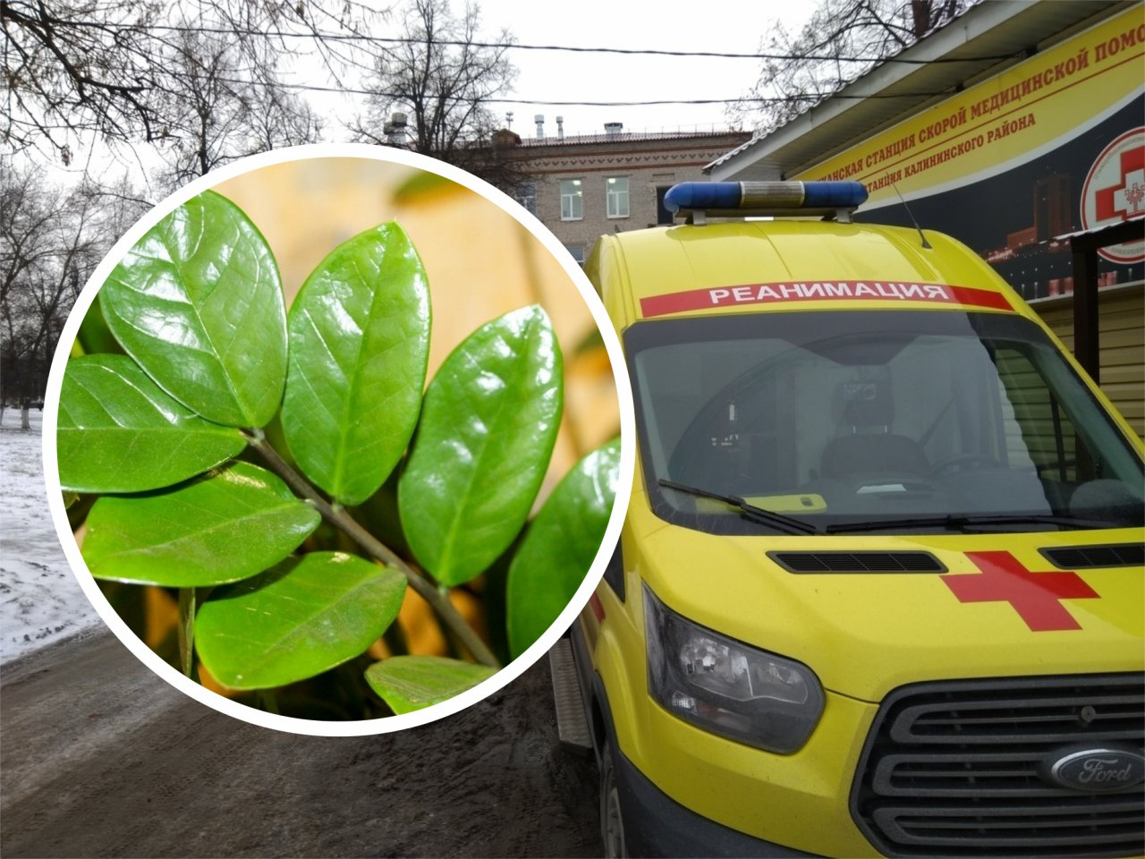 3-летний мальчик съел лист "долларового дерева" и попал в больницу
