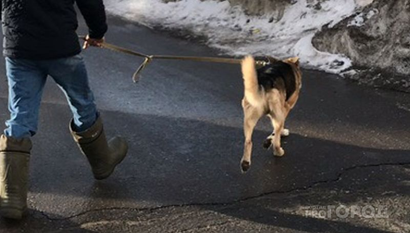 Чебоксарка о загаженных собаками улицах: «Нужно штрафовать, приучать к порядку»