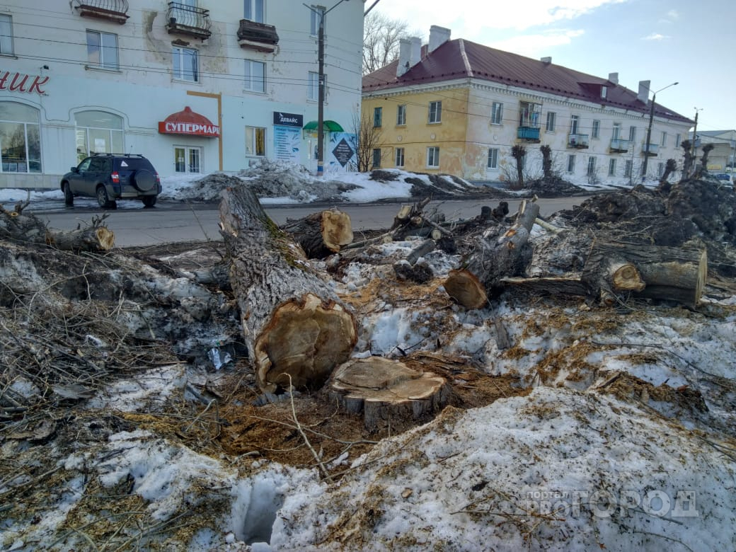 Мужчина вырубил 9 деревьев на 41 тысячу рублей
