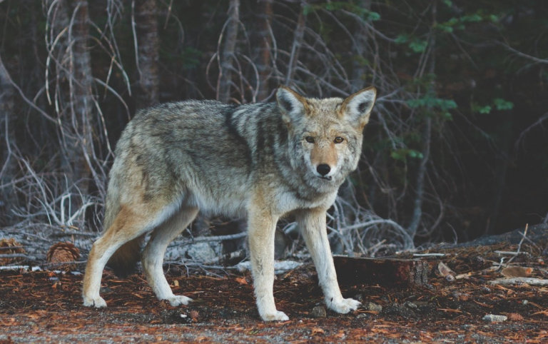 Охотники добычей волков Чувашии зарабатывают право стрелять в других зверей