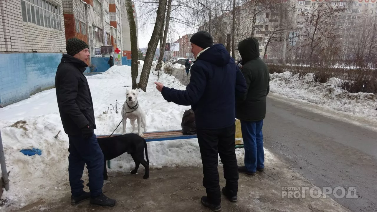 Фото к статье: Фекалии своих собак в Чебоксарах убирают единицы: "Нет площадки для выгула"