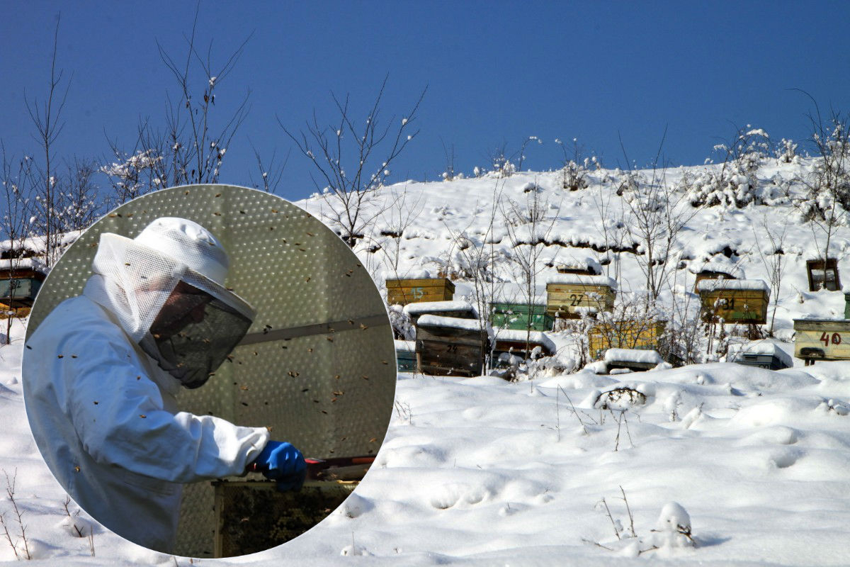 Пчеловоды Чувашии бьют тревогу: "Китайские заводы погубят наших пчел"