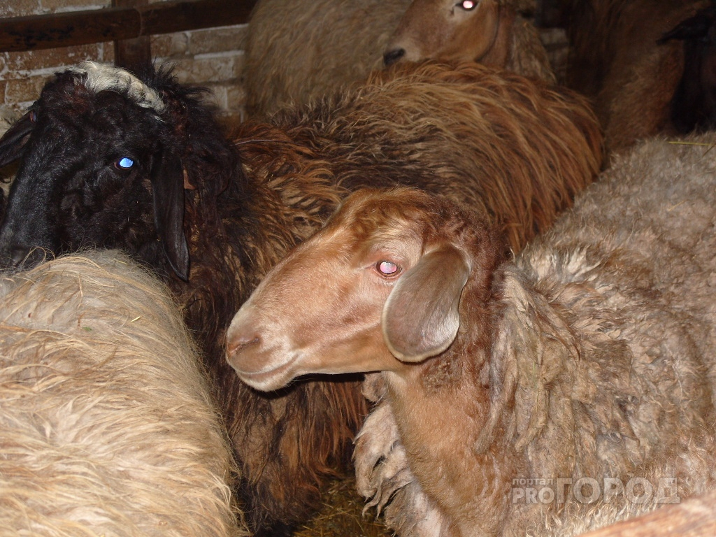 В чувашском селе за ночь загрызли 9 овец