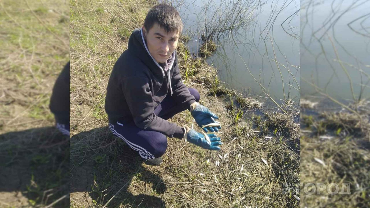 Дачник из Новочебоксарска нашел водоем с погибшей рыбой