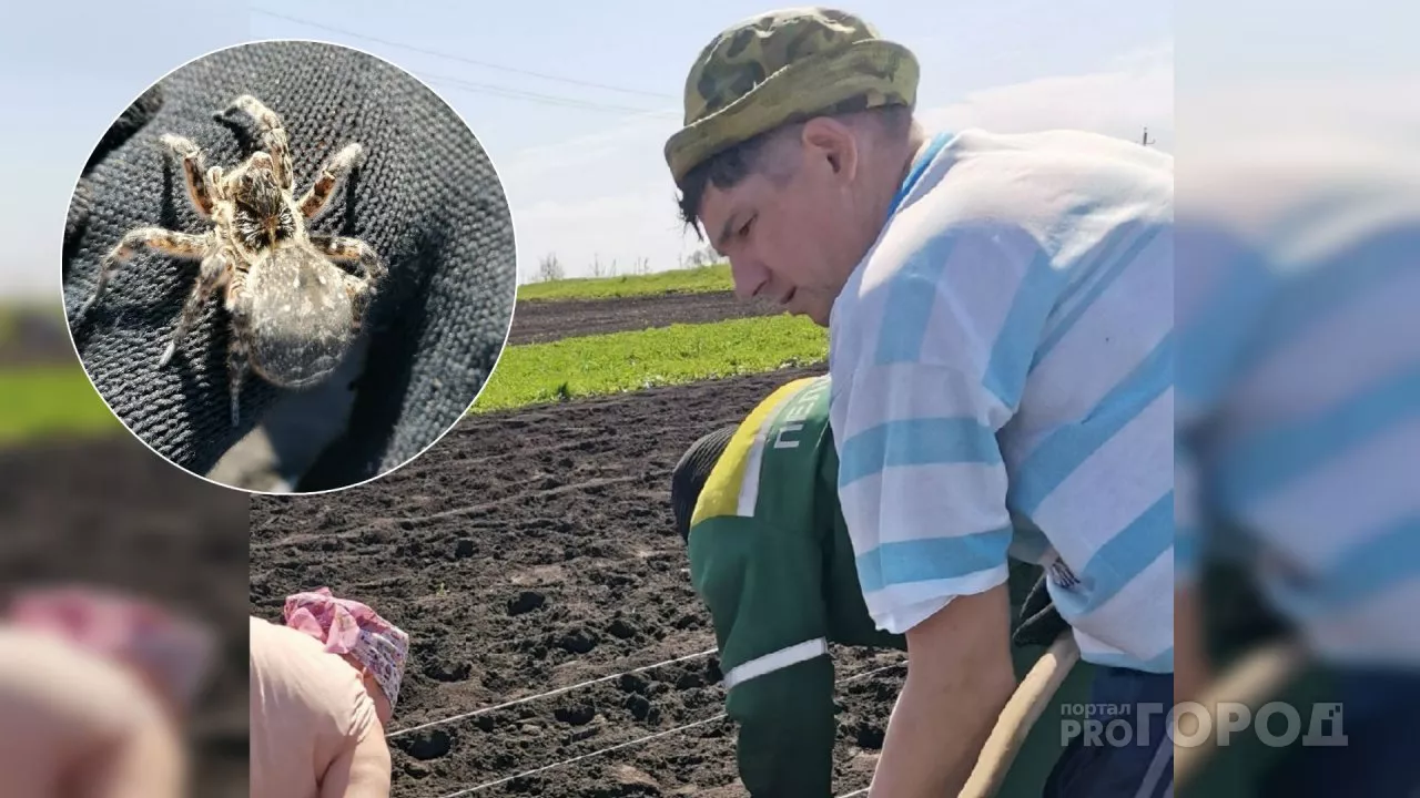 Фото к статье: Ядовитого большого паука откопали жители Чувашии при посадке картофеля