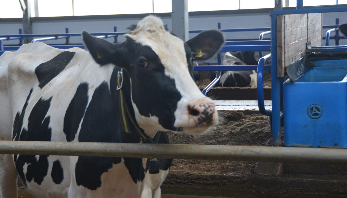 Владельцам коров в Чувашии обещают раздать деньги