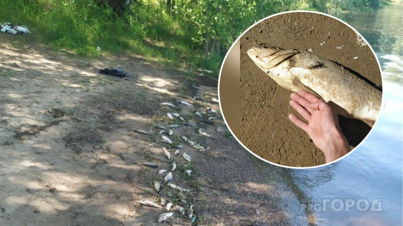 Новочебоксарский берег усыпан мертвой рыбой и раками: "Некоторые длиною в локоть"
