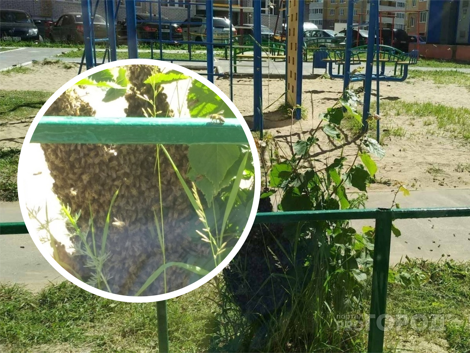 Пчелиный рой разместился на детской площадке Чебоксар