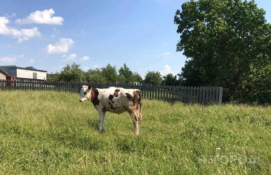 Фото к статье: Пятничный прогноз: в Чувашии тепло до +26