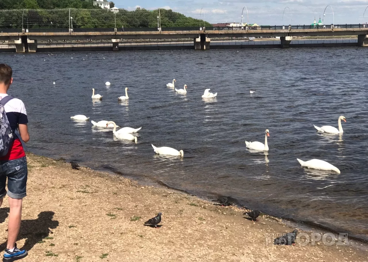 Фото к статье: Передышка от жары в Чувашии: в пятницу до 25 тепла, а ночью от +12