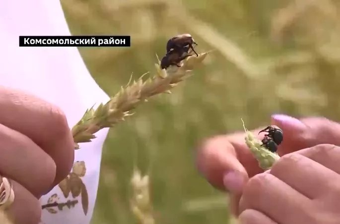 Фото к статье: Нашествие экзотичного для Чувашии хлебного жука замечено на полях, аграрии обеспокоены