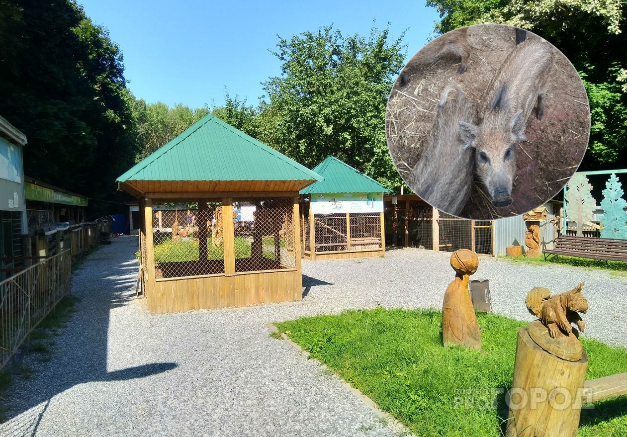 В зоопарке Новочебоксарска нашли множественные нарушения содержания зверей