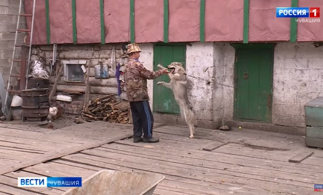 Житель Чувашии живет с 5 волками: началось с того, как подобрал "дворняжку"