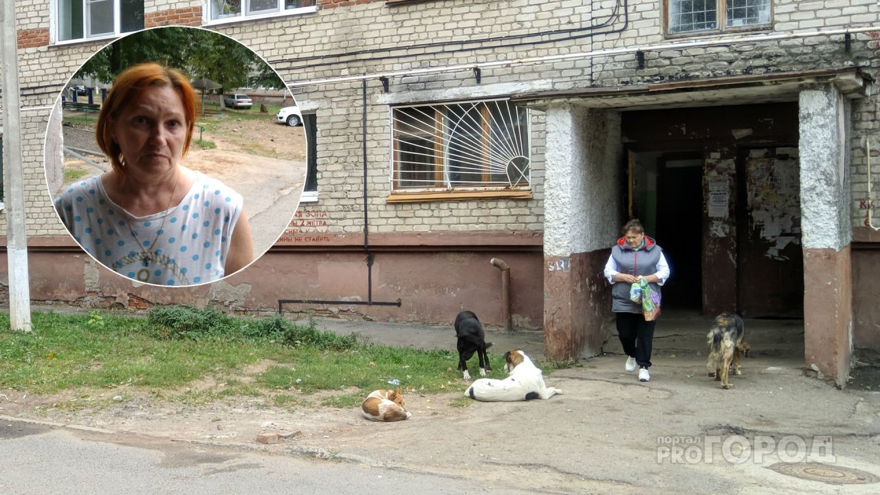 Стая собак обосновалась во дворе Новочебоксарска: "Внука и его друзей собаки загнали в подъезд"