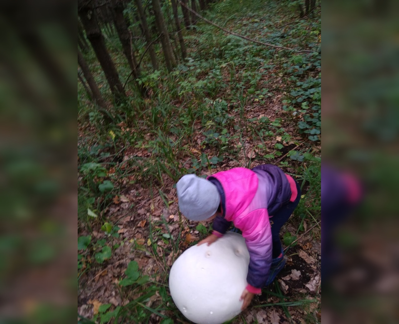 Житель Чувашии нашел съедобный гигантский гриб весом 23 килограмма