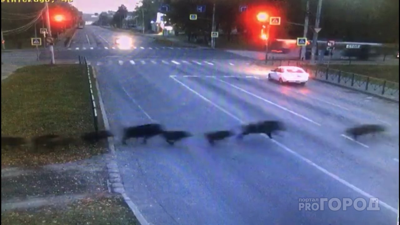 "Метнулись кабанчиком": около 30 перебегающих дорогу диких животных попали на видео