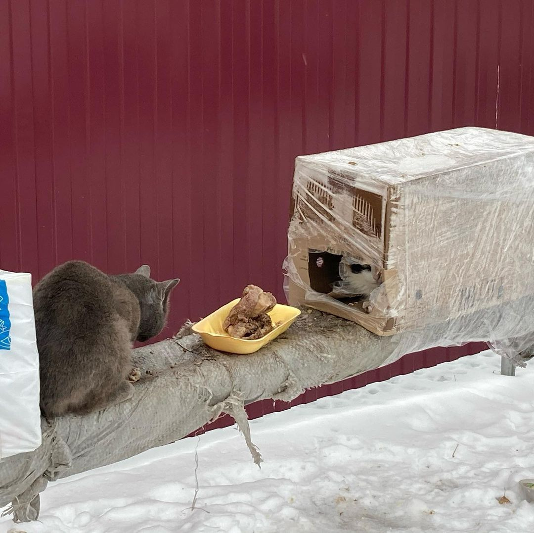 В Цивильске появилось "кошачье общежитие" из картонных коробок