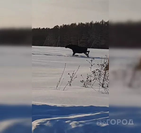 Фото к статье: По Новым Лапсарам пробежались лоси
