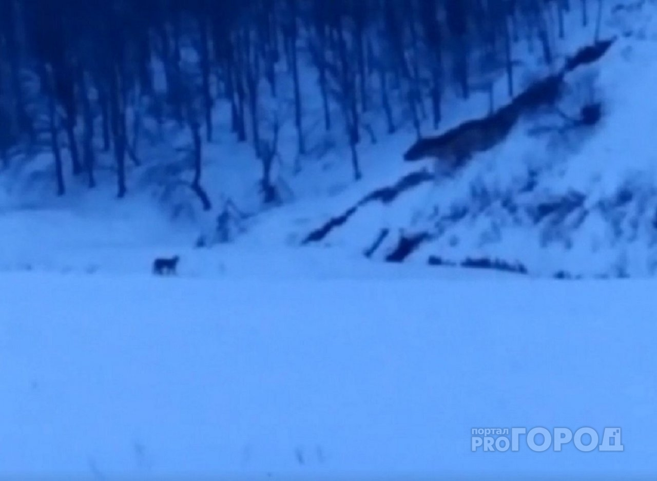 В Козловском районе сняли на видео гуляющую рысь