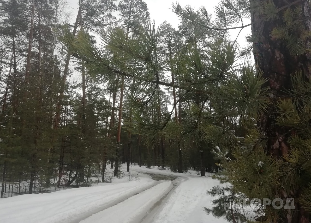 Чебоксарка раздела троих детей догола и оставила в московском лесу