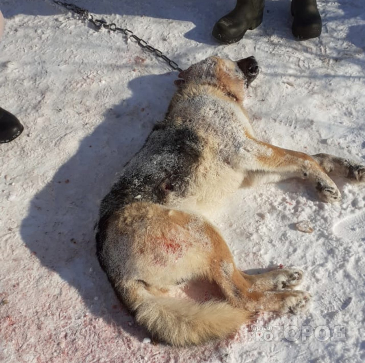 В Чувашии произошла необъяснимая смерть домашней собаки: "Кто-то укусил в живот и высосал кровь"