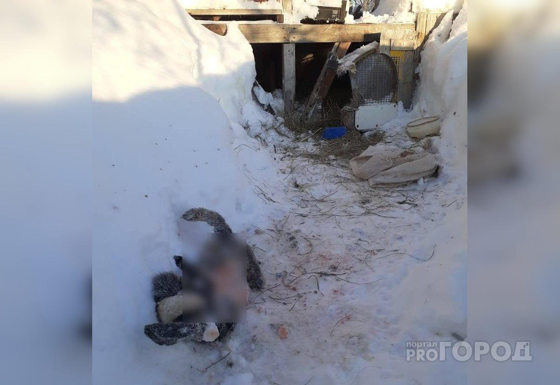 Глава предположил, кто может убивать домашних собак в деревне Ядринского района