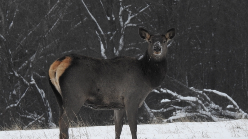 В Чувашии впервые за 30 лет замечены благородные олени