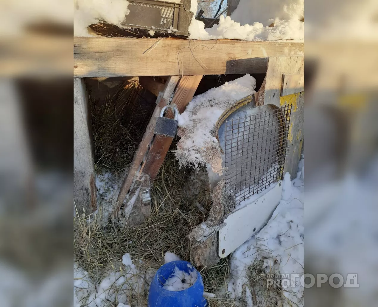 Фото к статье: Охотники высказали версию о звере, убивающем собак в Ядринском районе