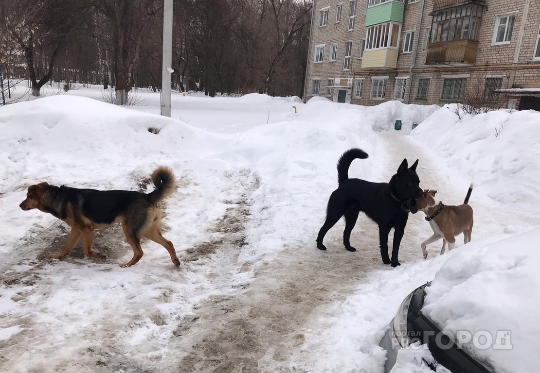 Отлов одной бродячей собаки в Чувашии обходится в 6000 рублей