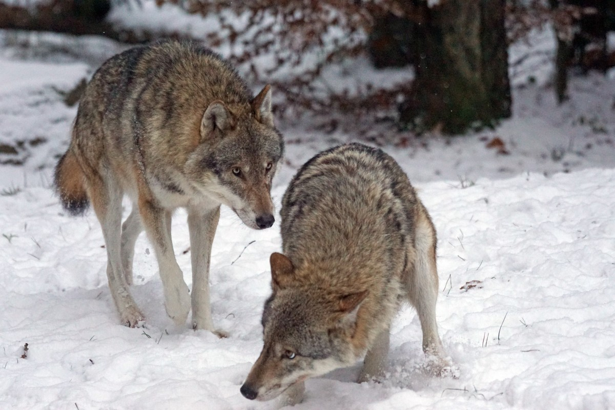 В трех районах Чувашии охотники застрелили четырех волков