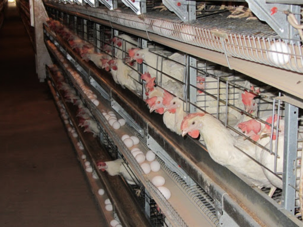 Чувашские птицефабрики отказались называть причину дорогих яиц, но объяснения дали в соседнем регионе