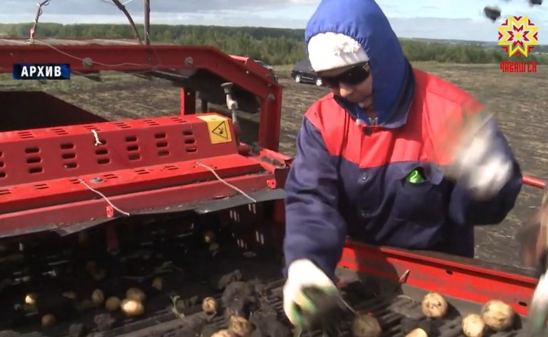 В Чувашии планируют построить шведский завод сушеной картошки