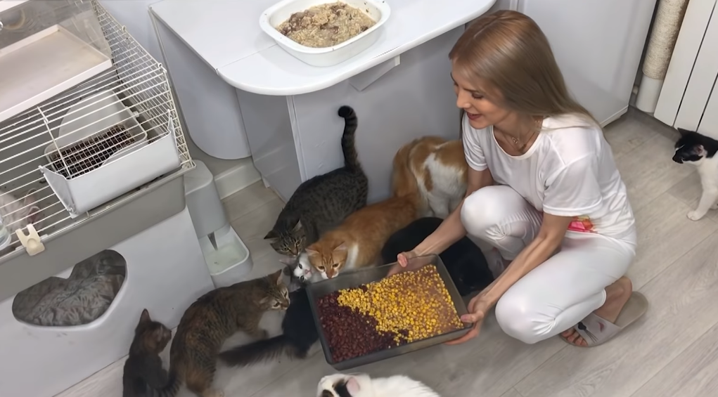 Чебоксарка пришла на "Давай поженимся": "Живу в общежитии с 16 кошками"