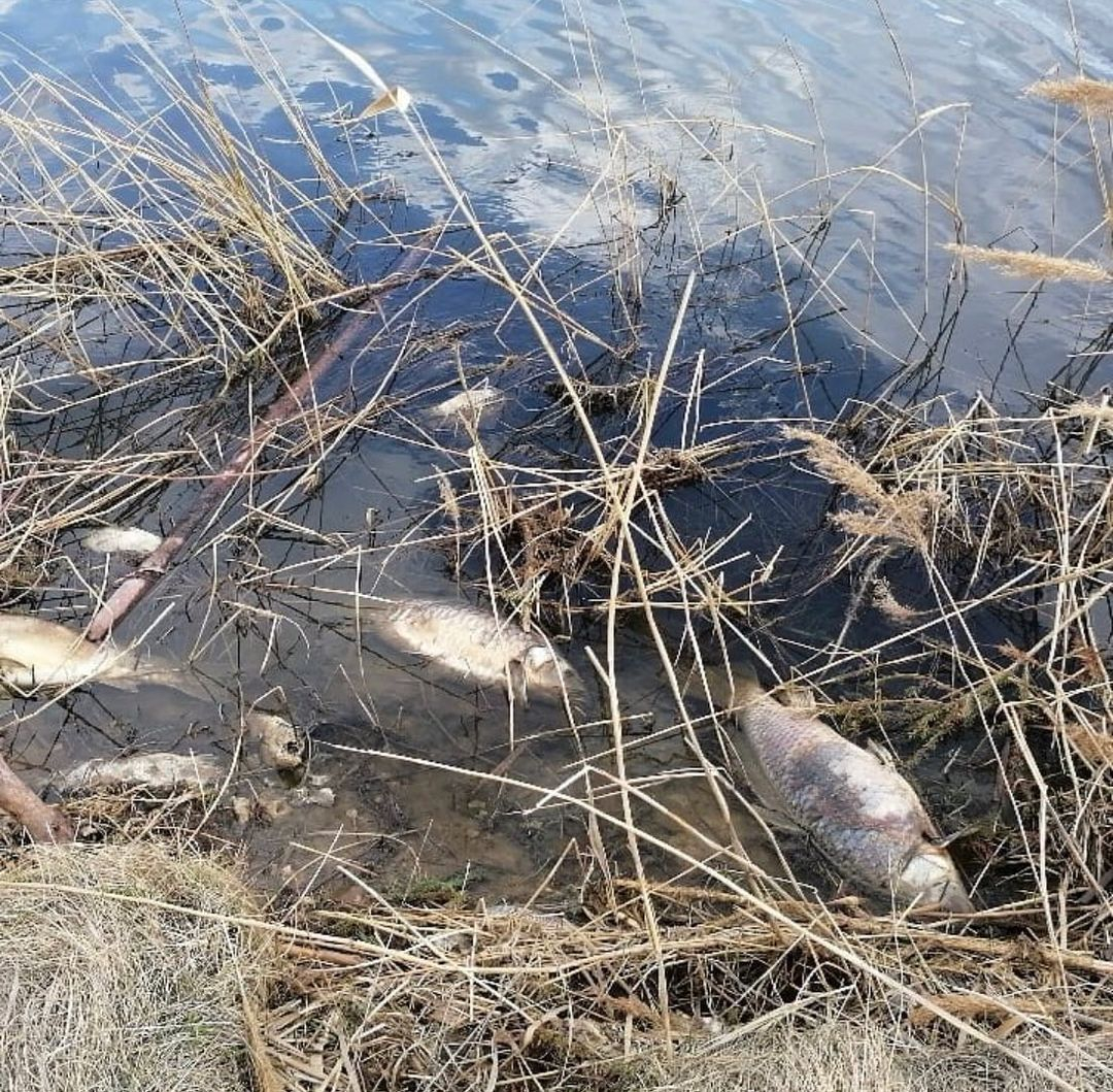 В Чувашии на плотине реки массово гибнет рыба: за дело взялась прокуратура